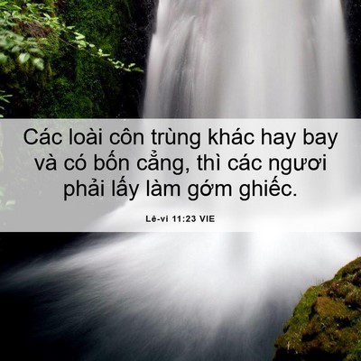 Picture 06 - Lê-vi 11:23 VIE - Các loài côn trùng khác hay bay và có - Bible Verse Picture