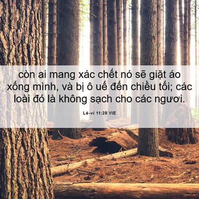 Picture 06 - Lê-vi 11:28 VIE - còn ai mang xác chết nó sẽ giặt áo - Bible Verse Picture