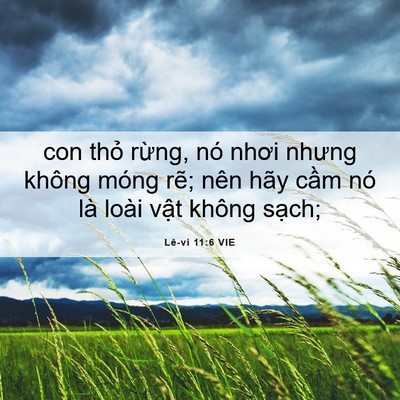 Picture 06 - Lê-vi 11:6 VIE - con thỏ rừng, nó nhơi nhưng không móng - Bible Verse Picture