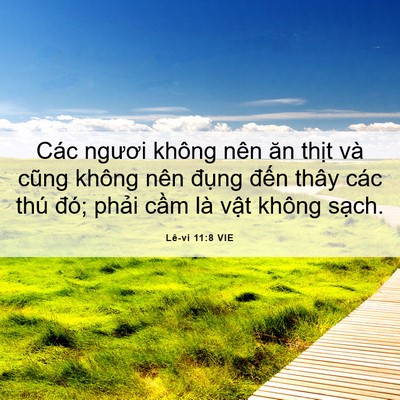 Picture 06 - Lê-vi 11:8 VIE - Các ngươi không nên ăn thịt và cũng - Bible Verse Picture