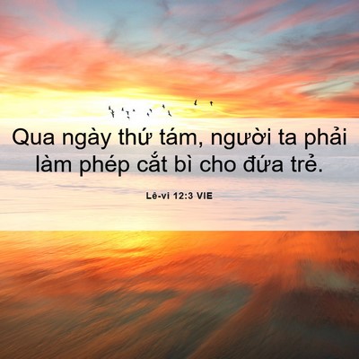 Picture 06 - Lê-vi 12:3 VIE - Qua ngày thứ tám, người ta phải làm - Bible Verse Picture