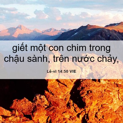Picture 06 - Lê-vi 14:50 VIE - giết một con chim trong chậu sành, trên - Bible Verse Picture