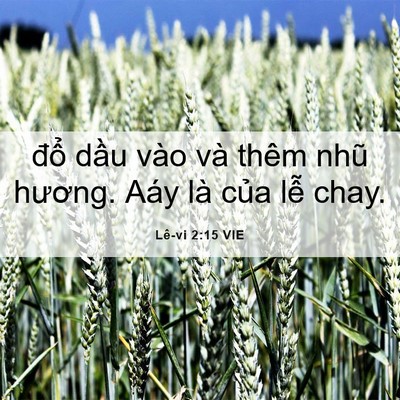 Picture 06 - Lê-vi 2:15 VIE - đổ dầu vào và thêm nhũ hương. Aáy là - Bible Verse Picture