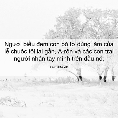 Picture 06 - Lê-vi 8:14 VIE - Người biểu đem con bò tơ dùng làm của - Bible Verse Picture
