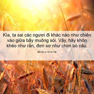 Picture 06 - Ma-thi-ơ 10:16 VIE - Kìa, ta sai các ngươi đi khác nào như - Bible Verse Picture