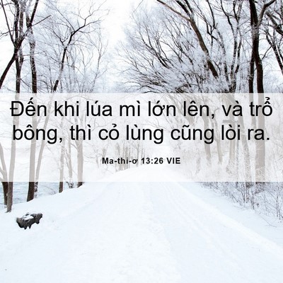 Picture 06 - Ma-thi-ơ 13:26 VIE - Đến khi lúa mì lớn lên, và trổ bông, - Bible Verse Picture