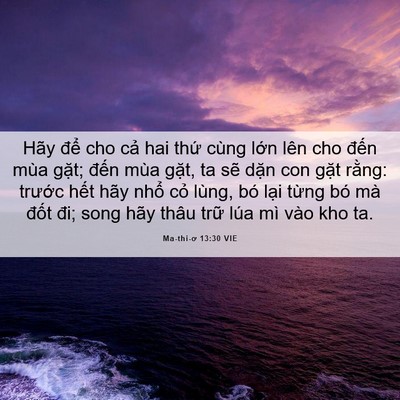 Picture 06 - Ma-thi-ơ 13:30 VIE - Hãy để cho cả hai thứ cùng lớn lên - Bible Verse Picture