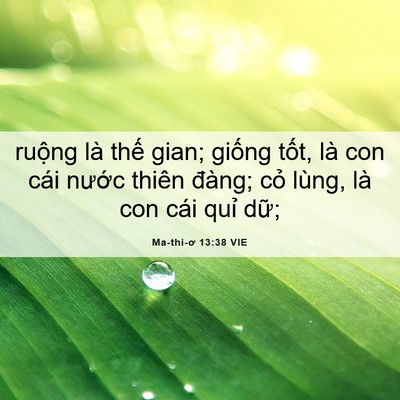Picture 06 - Ma-thi-ơ 13:38 VIE - ruộng là thế gian; giống tốt, là con - Bible Verse Picture