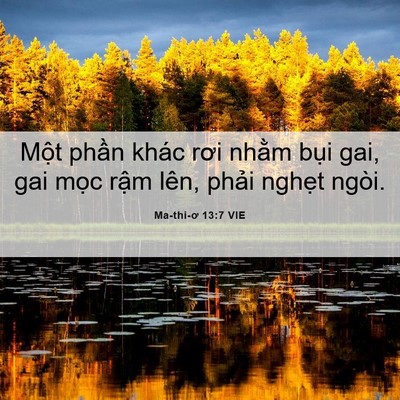 Picture 06 - Ma-thi-ơ 13:7 VIE - Một phần khác rơi nhằm bụi gai, gai - Bible Verse Picture