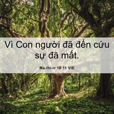 Picture 06 - Ma-thi-ơ 18:11 VIE - Vì Con người đã đến cứu sự đã - Bible Verse Picture