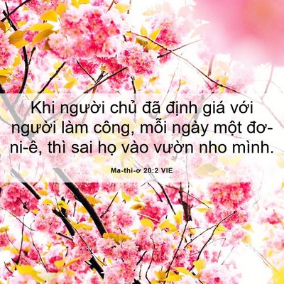 Picture 06 - Ma-thi-ơ 20:2 VIE - Khi người chủ đã định giá với - Bible Verse Picture