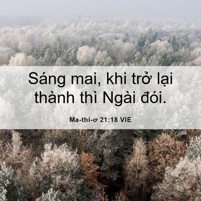 Picture 06 - Ma-thi-ơ 21:18 VIE - Sáng mai, khi trở lại thành thì Ngài - Bible Verse Picture