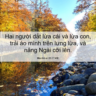 Picture 06 - Ma-thi-ơ 21:7 VIE - Hai người dắt lừa cái và lừa con, - Bible Verse Picture