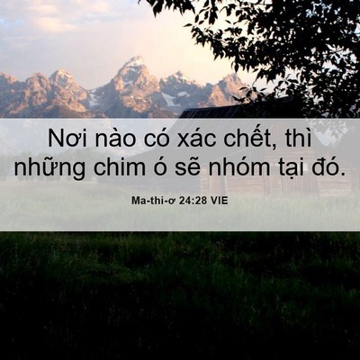 Picture 06 - Ma-thi-ơ 24:28 VIE - Nơi nào có xác chết, thì những chim ó - Bible Verse Picture