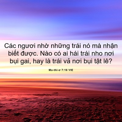 Picture 06 - Ma-thi-ơ 7:16 VIE - Các ngươi nhờ những trái nó mà nhận - Bible Verse Picture