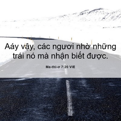Picture 06 - Ma-thi-ơ 7:20 VIE - Aáy vậy, các ngươi nhờ những trái nó - Bible Verse Picture
