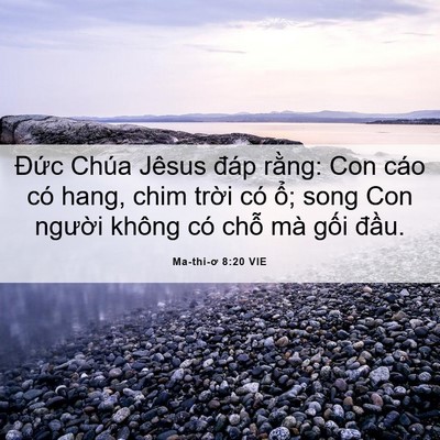 Picture 06 - Ma-thi-ơ 8:20 VIE - Đức Chúa Jêsus đáp rằng: Con cáo có - Bible Verse Picture