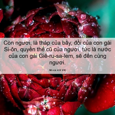 Picture 06 - Mi-ca 4:8 VIE - Còn ngươi, là tháp của bầy, đồi của - Bible Verse Picture