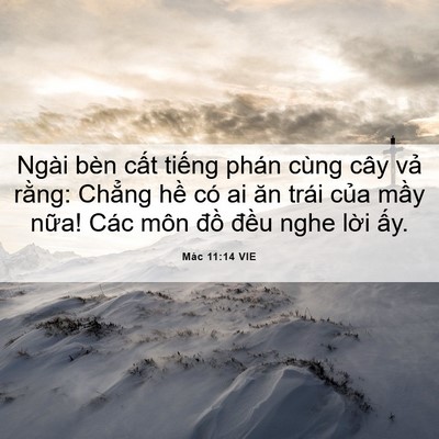 Picture 06 - Mác 11:14 VIE - Ngài bèn cất tiếng phán cùng cây vả - Bible Verse Picture
