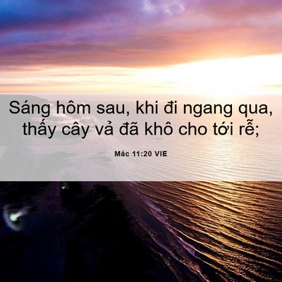 Picture 06 - Mác 11:20 VIE - Sáng hôm sau, khi đi ngang qua, thấy cây - Bible Verse Picture