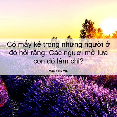 Picture 06 - Mác 11:5 VIE - Có mấy kẻ trong những người ở đó - Bible Verse Picture