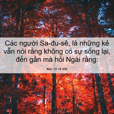 Picture 06 - Mác 12:18 VIE - Các người Sa-đu-sê, là những kẻ vẫn - Bible Verse Picture