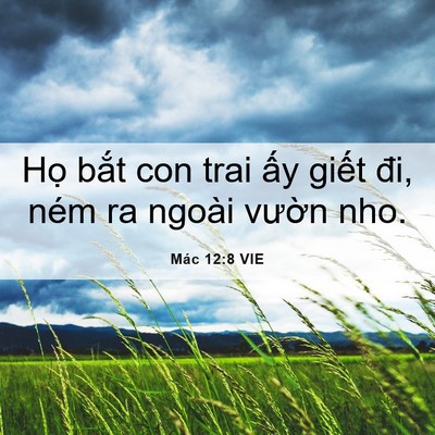Picture 06 - Mác 12:8 VIE - Họ bắt con trai ấy giết đi, ném ra - Bible Verse Picture