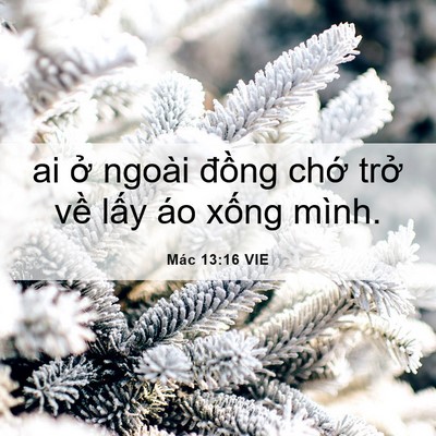 Picture 06 - Mác 13:16 VIE - ai ở ngoài đồng chớ trở về lấy áo - Bible Verse Picture