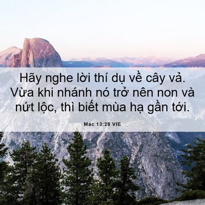 Picture 06 - Mác 13:28 VIE - Hãy nghe lời thí dụ về cây vả. Vừa - Bible Verse Picture