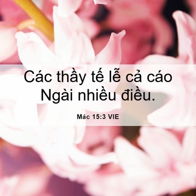 Picture 06 - Mác 15:3 VIE - Các thầy tế lễ cả cáo Ngài nhiều - Bible Verse Picture