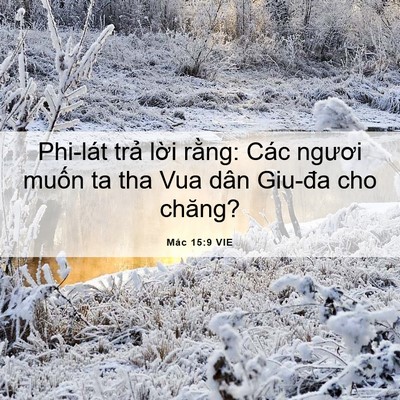 Picture 06 - Mác 15:9 VIE - Phi-lát trả lời rằng: Các ngươi muốn - Bible Verse Picture