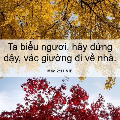 Picture 06 - Mác 2:11 VIE - Ta biểu ngươi, hãy đứng dậy, vác - Bible Verse Picture