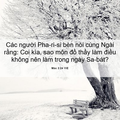 Picture 06 - Mác 2:24 VIE - Các người Pha-ri-si bèn nói cùng Ngài - Bible Verse Picture