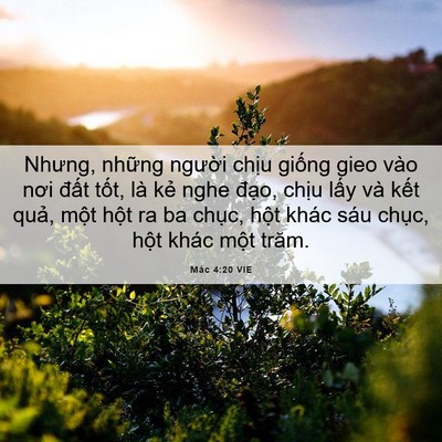 Picture 06 - Mác 4:20 VIE - Nhưng, những người chịu giống gieo vào - Bible Verse Picture