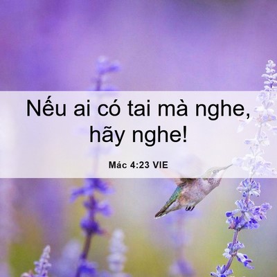 Picture 06 - Mác 4:23 VIE - Nếu ai có tai mà nghe, hãy - Bible Verse Picture