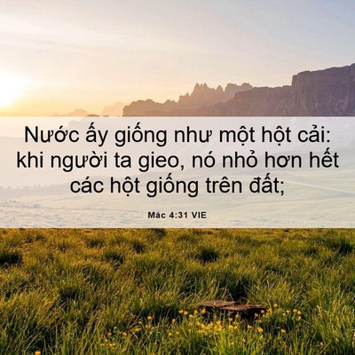 Picture 06 - Mác 4:31 VIE - Nước ấy giống như một hột cải: khi - Bible Verse Picture