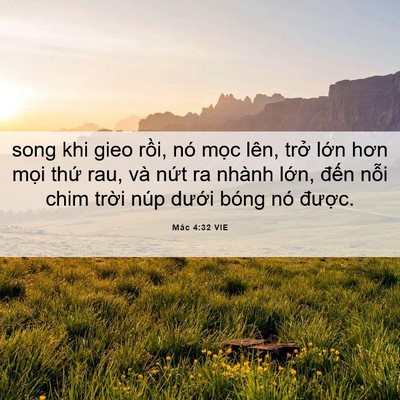Picture 06 - Mác 4:32 VIE - song khi gieo rồi, nó mọc lên, trở lớn - Bible Verse Picture