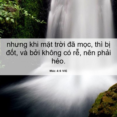 Picture 06 - Mác 4:6 VIE - nhưng khi mặt trời đã mọc, thì bị - Bible Verse Picture