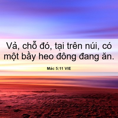 Picture 06 - Mác 5:11 VIE - Vả, chỗ đó, tại trên núi, có một - Bible Verse Picture