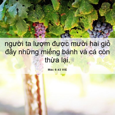 Picture 06 - Mác 6:43 VIE - người ta lượm được mười hai giỏ - Bible Verse Picture