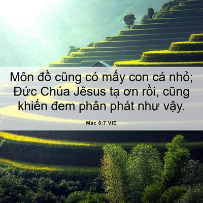 Picture 06 - Mác 8:7 VIE - Môn đồ cũng có mấy con cá nhỏ; Đức - Bible Verse Picture