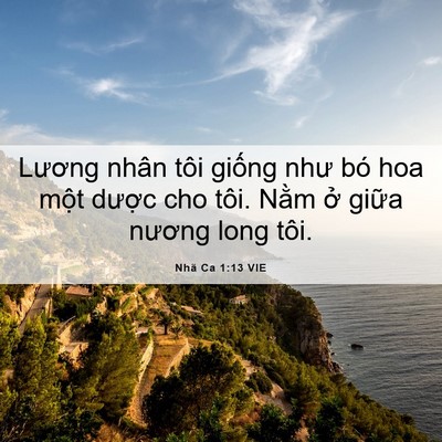 Picture 06 - Nhã Ca 1:13 VIE - Lương nhân tôi giống như bó hoa một - Bible Verse Picture