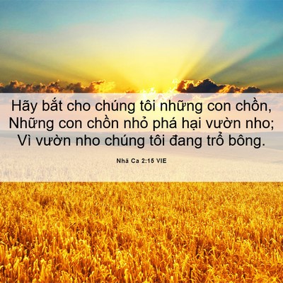 Picture 06 - Nhã Ca 2:15 VIE - Hãy bắt cho chúng tôi những con chồn, - Bible Verse Picture