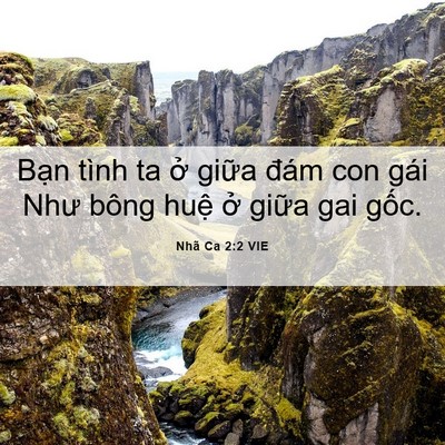 Picture 06 - Nhã Ca 2:2 VIE - Bạn tình ta ở giữa đám con gái Như - Bible Verse Picture