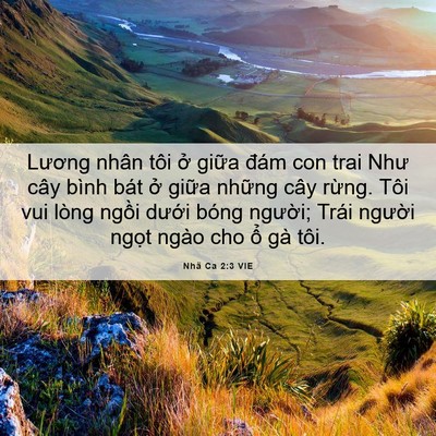Picture 06 - Nhã Ca 2:3 VIE - Lương nhân tôi ở giữa đám con trai Như - Bible Verse Picture