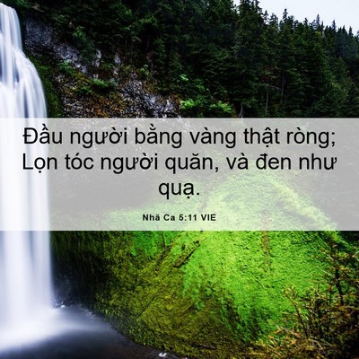 Picture 06 - Nhã Ca 5:11 VIE - Đầu người bằng vàng thật ròng; Lọn - Bible Verse Picture