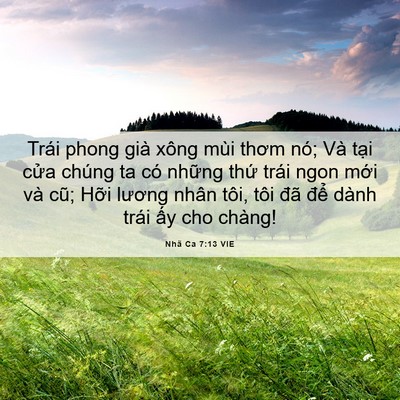 Picture 06 - Nhã Ca 7:13 VIE - Trái phong già xông mùi thơm nó; Và tại - Bible Verse Picture