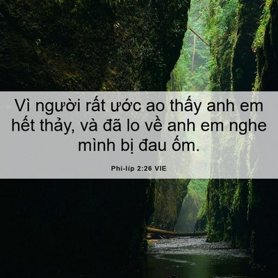 Picture 06 - Phi-líp 2:26 VIE - Vì người rất ước ao thấy anh em hết - Bible Verse Picture