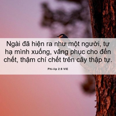 Picture 06 - Phi-líp 2:8 VIE - Ngài đã hiện ra như một người, tự - Bible Verse Picture
