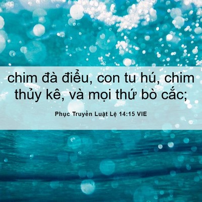Picture 06 - Phục Truyền Luật Lệ 14:15 VIE - chim đà điểu, con tu hú, chim thủy kê, - Bible Verse Picture